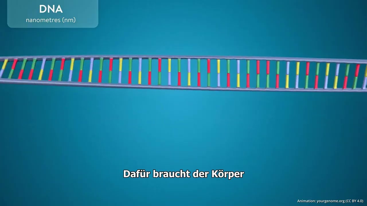 Der Vergessene Baustein des Körpers: Nukleotide